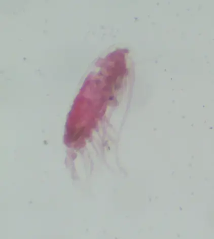 Acartia discaudata var. mediterranea (×45)