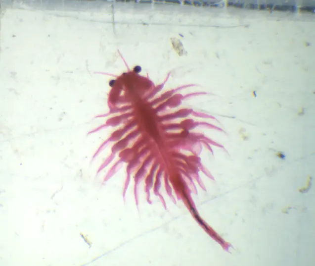 Artemia salina mâle (x10)