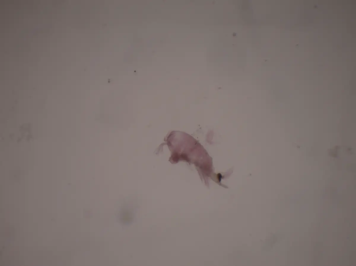 Farranula cf. gracilis (×30)