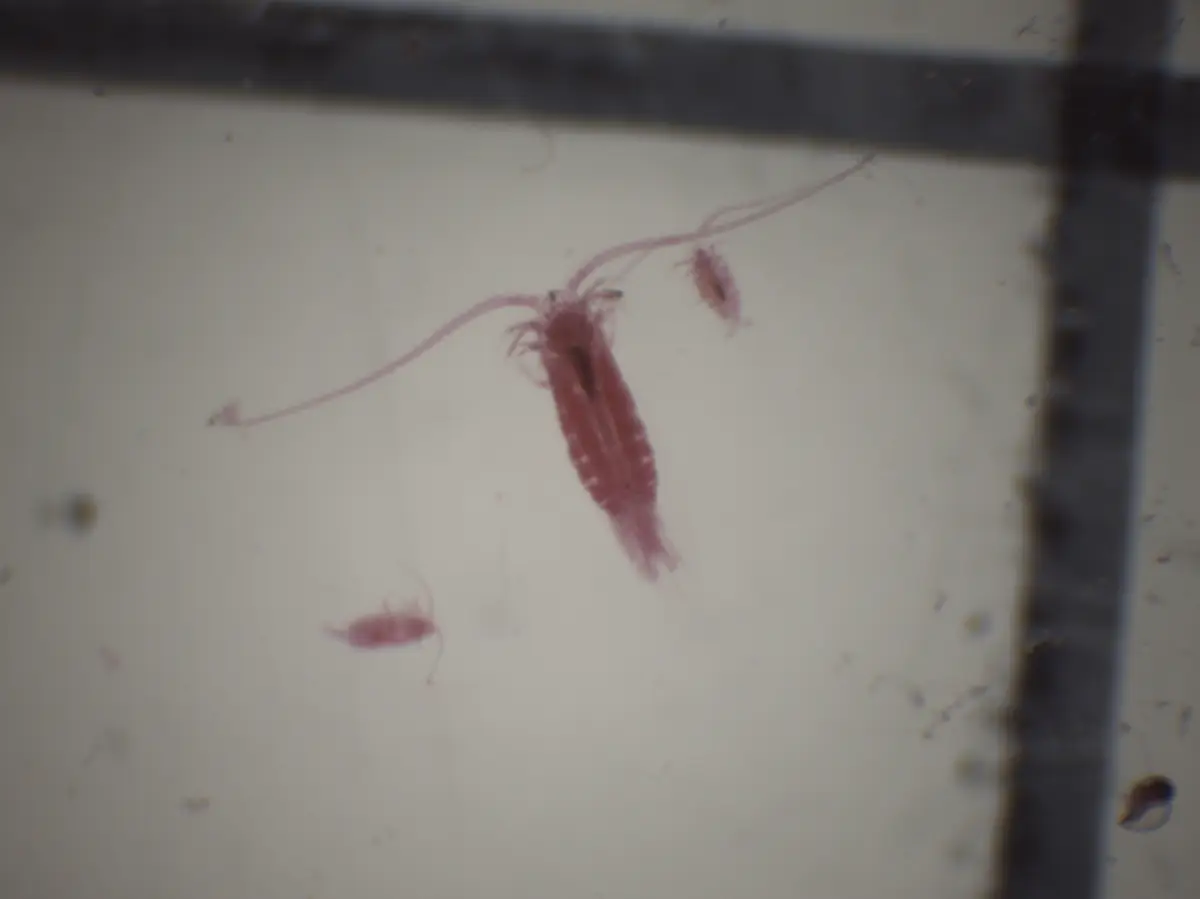 Nannocalanus minor et Centropages (×20)